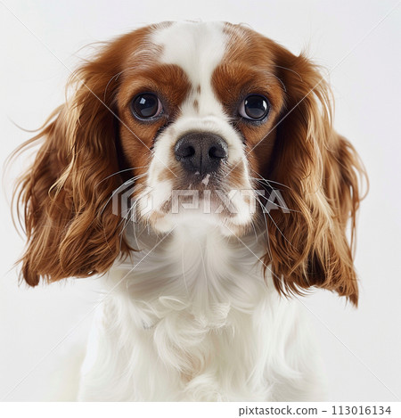 Cavalier image of CavalierKingCharlesSpaniel No2-1 113016134