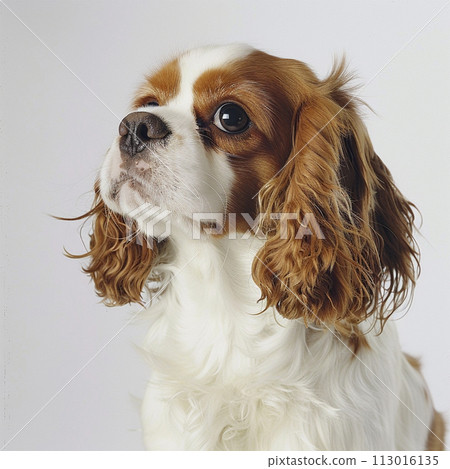 Cavalier image of CavalierKingCharlesSpaniel No2-2 113016135