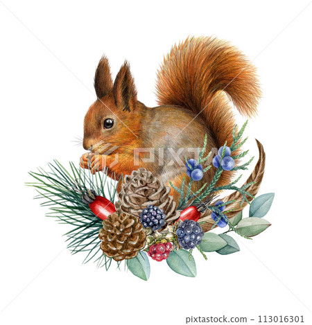 Winter time floral decor with squirrel. Vintage style watercolor painted illustration. Cute red squirrel with pine, eucalyptus, juniper and berries decoration. Forest animal with winter festive decor 113016301