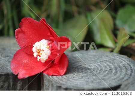 山茶花的落花 山茶花的落花 113016368