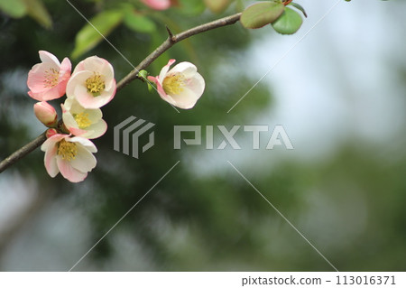 散景花已經開始開花 散景花已經開始開花 113016371