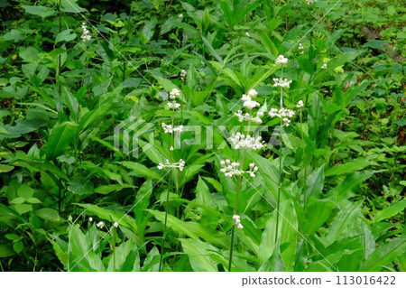 Yabumyoga blooms [Tsukui, Sagamihara City, July] 113016422