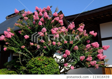 Crepe myrtle in front of the entrance of Kounji Budai [Tsukui, Sagamihara City, August] 113016439