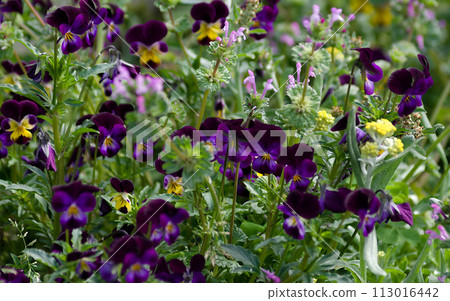 Purple little flowers 113016442