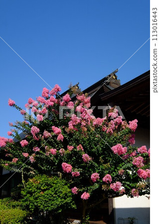 光雲寺武台入口前盛開的紫薇【相模原市築井市 8月】 113016443