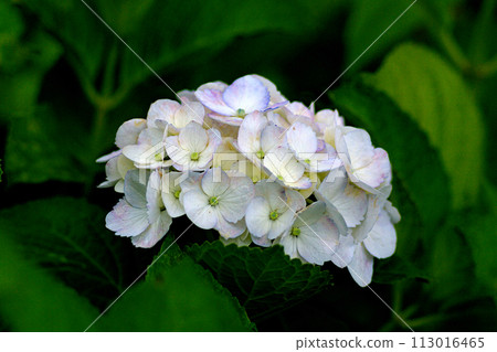 Hydrangea flower cluster 113016465