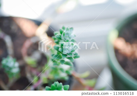 Portulaca werdermannii or Portulaca, Moss Rose or  Sun plant or Sun Rose or purslane or pussley flower 113016518