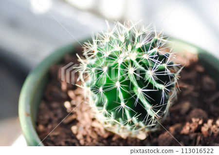 Echinopsis calochlora, Goloden Echinopsis calochlora or cactus Echinopsis calochlora, Goloden Echinopsis calochlora or cactus 113016522