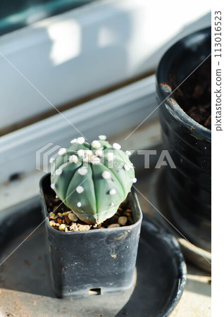 cactus in the flower pot or Astrophytum cactus in the flower pot or Astrophytum 113016523