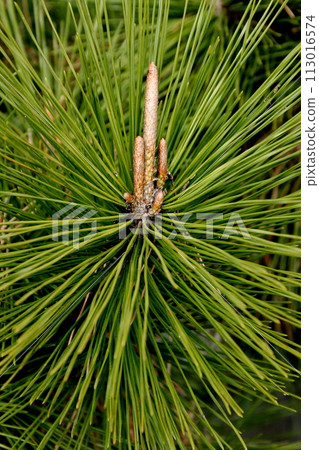 New pine buds at Karakohama Beach in Imabari 113016574