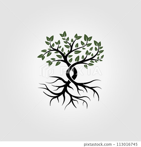 natural tree logo concept with root icon vector design, illustration of the tree growth process from roots to leaves 113016745