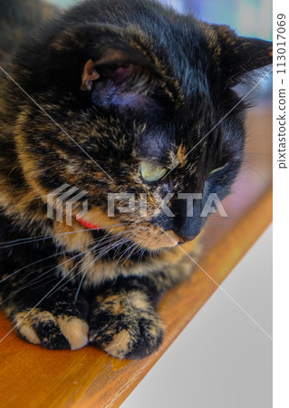 cat lying on the counter cat lying on the counter 113017069