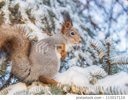 The squirrel sits on a branches without leaves in the winter or autumn The squirrel sits on a branches without leaves in the winter or autumn 113017110