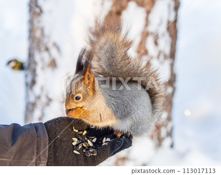 Squirrel eats nuts from a man's hand. Caring for animals in winter or autumn. Squirrel eats nuts from a man's hand. Caring for animals in winter or autumn. 113017113