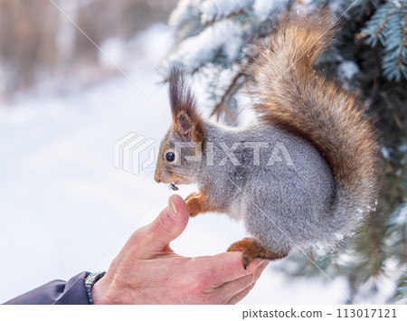 Squirrel eats nuts from a man's hand. Caring for animals in winter or autumn. Squirrel eats nuts from a man's hand. Caring for animals in winter or autumn. 113017121