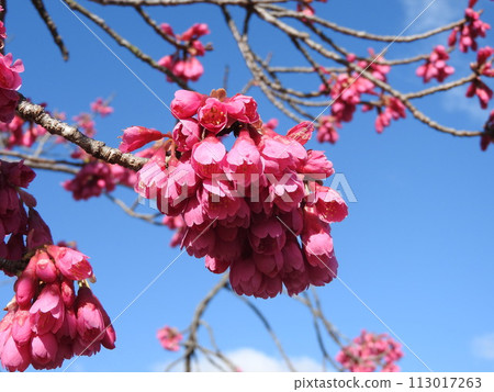 Kanhizakura in full bloom Kanhizakura in full bloom 113017263