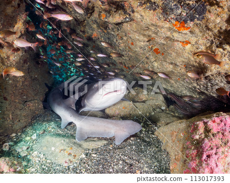 A school of large and beautiful brown sharks (Family: Cercoptera) sleeping in a cave, among a large school of Black-throated porpoises. 113017393