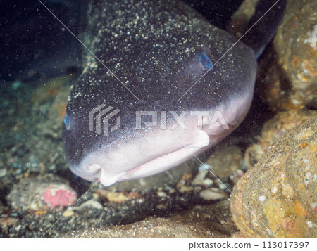 A school of large and beautiful brown sharks (Family: Cercoptera) sleeping in a cave. Araihamami, Miura City, Kanagawa Prefecture, Japan 113017397