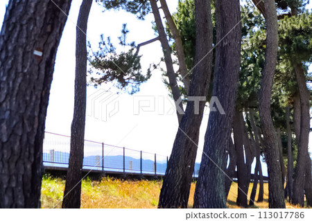 crooked windbreak crooked windbreak 113017786