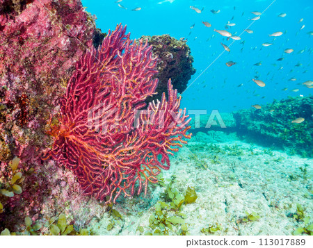 美麗的軟珊瑚群和一群黑白鱷魚（鱷魚科）等。日本神奈 113017889