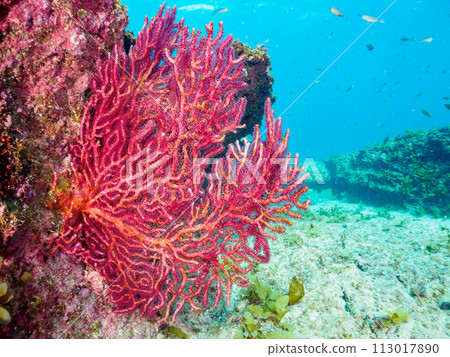 美麗的軟珊瑚群和一群黑白鱷魚(鱷魚科)等。日本神奈 美麗的軟珊瑚群和一群黑白鱷魚(鱷魚科)等。日本神奈 113017890