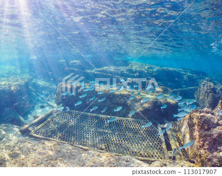 A school of young porgies (Porginae) swimming on the beautiful surface of the water. At Araihama Beach, Miura City, Kanagawa Prefecture, Japan. 202 A school of young porgies (Porginae) swimming on the beautiful surface of the water. At Araihama Beach, Miura City, Kanagawa Prefecture, Japan. 202 113017907