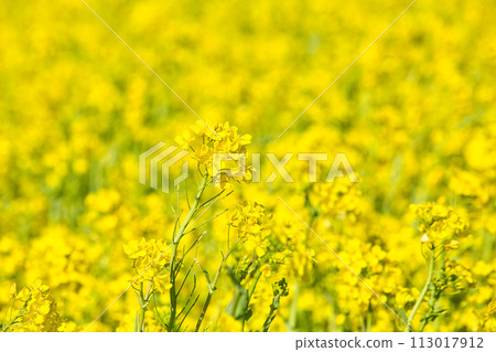 A field of rape blossoms ready for spring A field of rape blossoms ready for spring 113017912