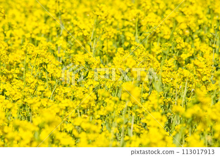 A field of rape blossoms ready for spring A field of rape blossoms ready for spring 113017913