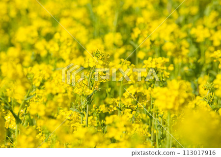 A field of rape blossoms ready for spring A field of rape blossoms ready for spring 113017916