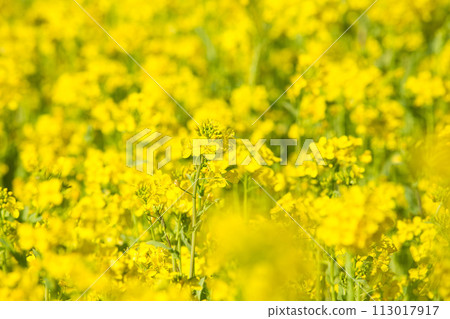 A field of rape blossoms ready for spring 113017917
