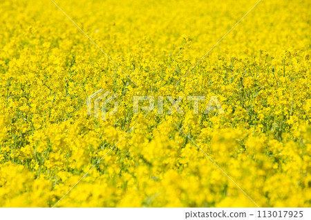 油菜花田正準備迎接春天 113017925