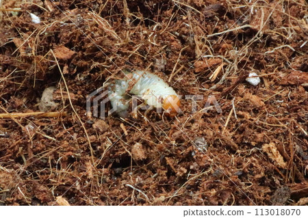Scarab beetle larva moving in the soil 1 Scarab beetle larva moving in the soil 1 113018070