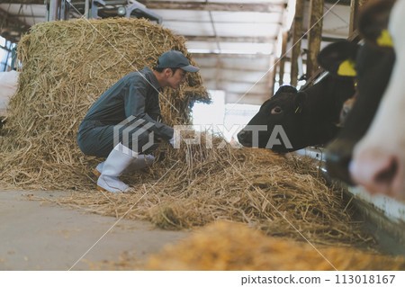 cow shed, cattle barn, gents 113018167