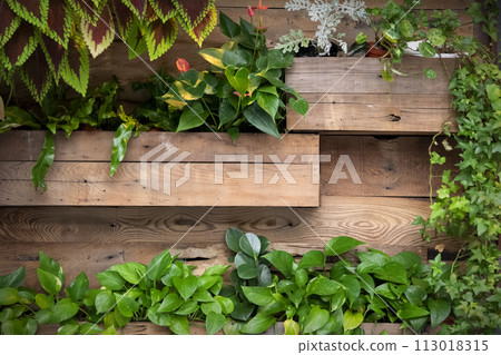 Green plants decorate on wood wall at home. 113018315