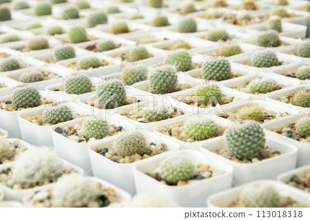 mixed Succulents or cactus background. Small Cactus in Pots to be Sold. 113018318