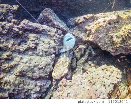A school of large and beautiful brown sharks (Family: Cercoptera) that was stuck in a hole, so I rescued them. Day 113018641