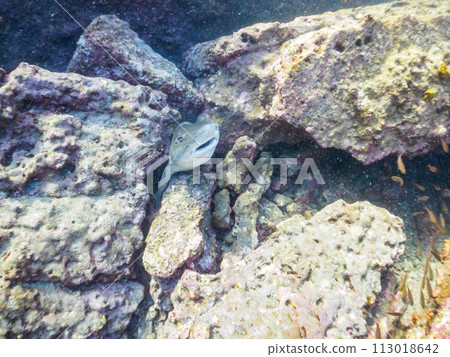 一群又大又漂亮的棕鯊(科:頸翅目)被困在洞裡,所以我救了它們。天 一群又大又漂亮的棕鯊(科:頸翅目)被困在洞裡,所以我救了它們。天 113018642