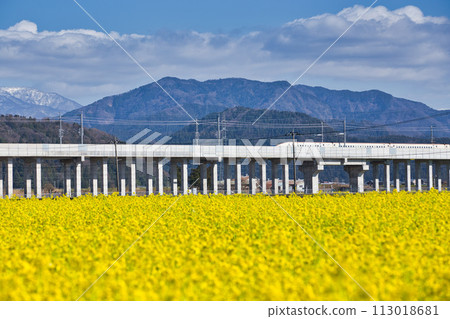 Hokuriku Shinkansen and Nanohana 113018681