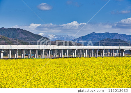Hokuriku Shinkansen and Nanohana 113018683