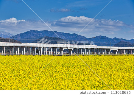 Hokuriku Shinkansen and Nanohana 113018685