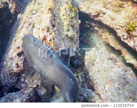 A school of large and beautiful brown sharks (Family: Cercoptera) that was stuck in a hole, so I rescued them. Day 113018724