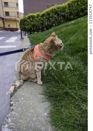 Detail of domestic cat walking down the street, pet Detail of domestic cat walking down the street, pet 113018747