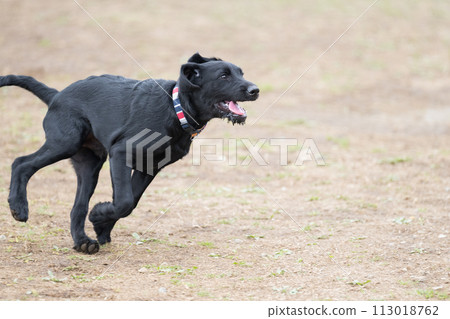 Image of a happy puppy at the dog run 113018762