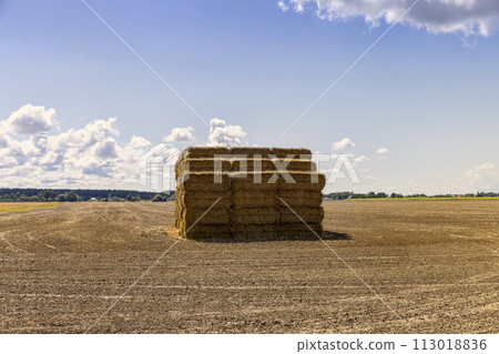 straw stacks in the field after the grain harvest 113018836