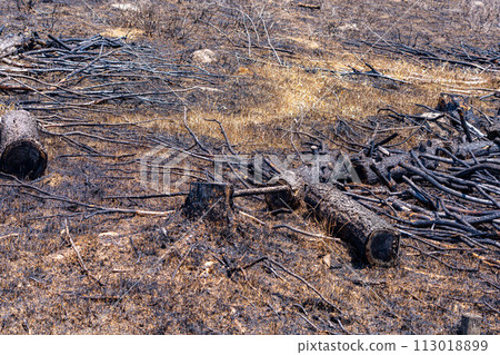 [Disaster image] Remains of wildfire in Kirigamine Highlands [Nagano Prefecture] 113018899