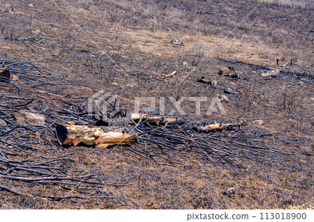 [Disaster image] Remains of wildfire in Kirigamine Highlands [Nagano Prefecture] 113018900