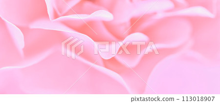 Pale pink rose flower. Macro flowers backdrop for holiday design. Soft focus, abstract floral background 113018907