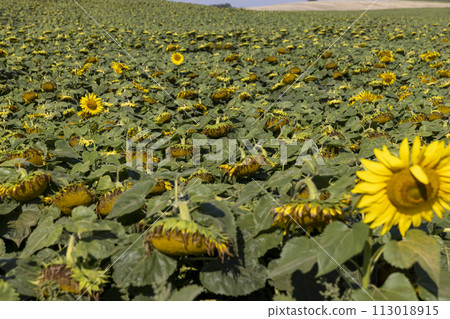 fading sunflowers in the summer, blooming sunflowers 113018915