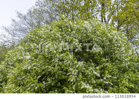 a bird cherry bush during flowering during the wind 113018954