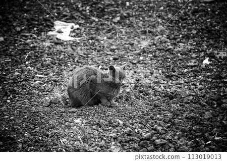 Detail of cat abandoned and alone on the street, animal abuse Detail of cat abandoned and alone on the street, animal abuse 113019013